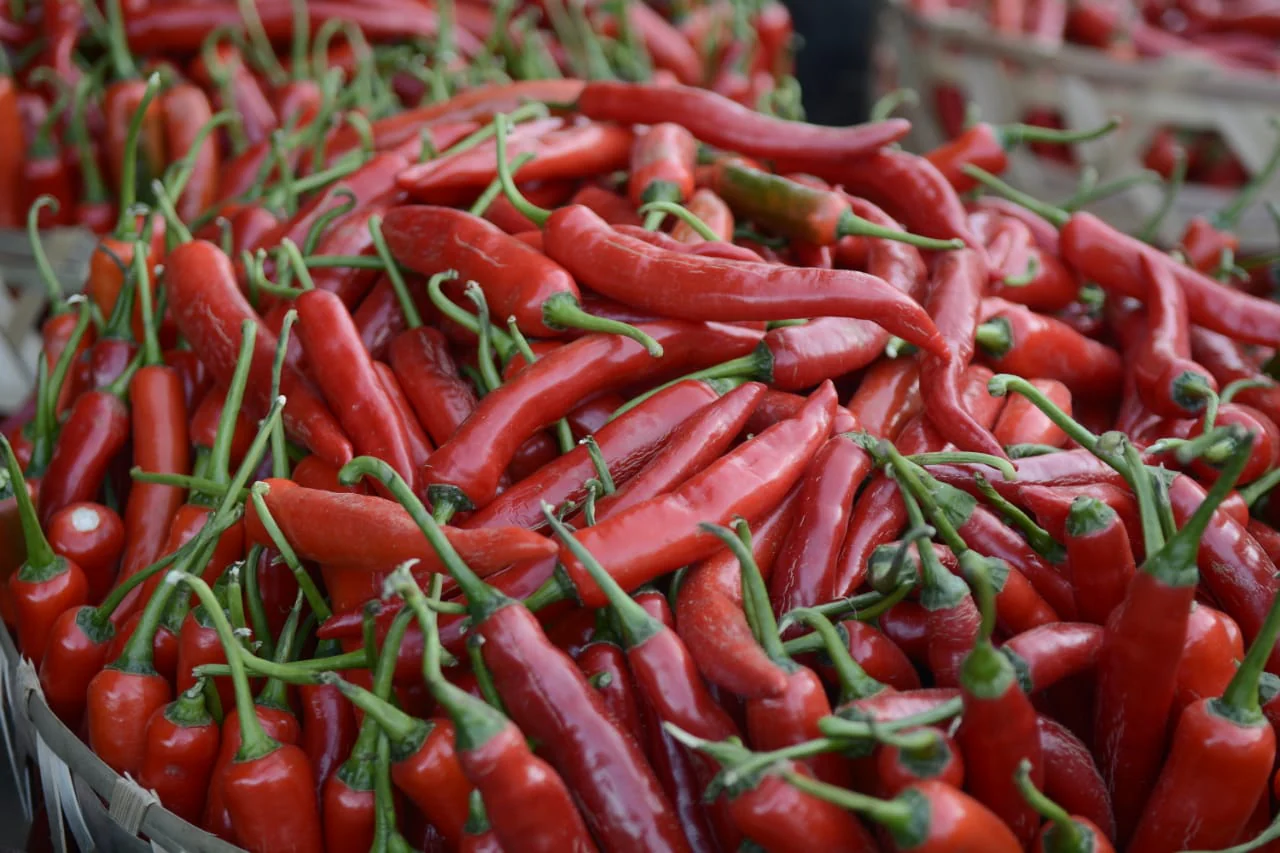 cabe merah besar
