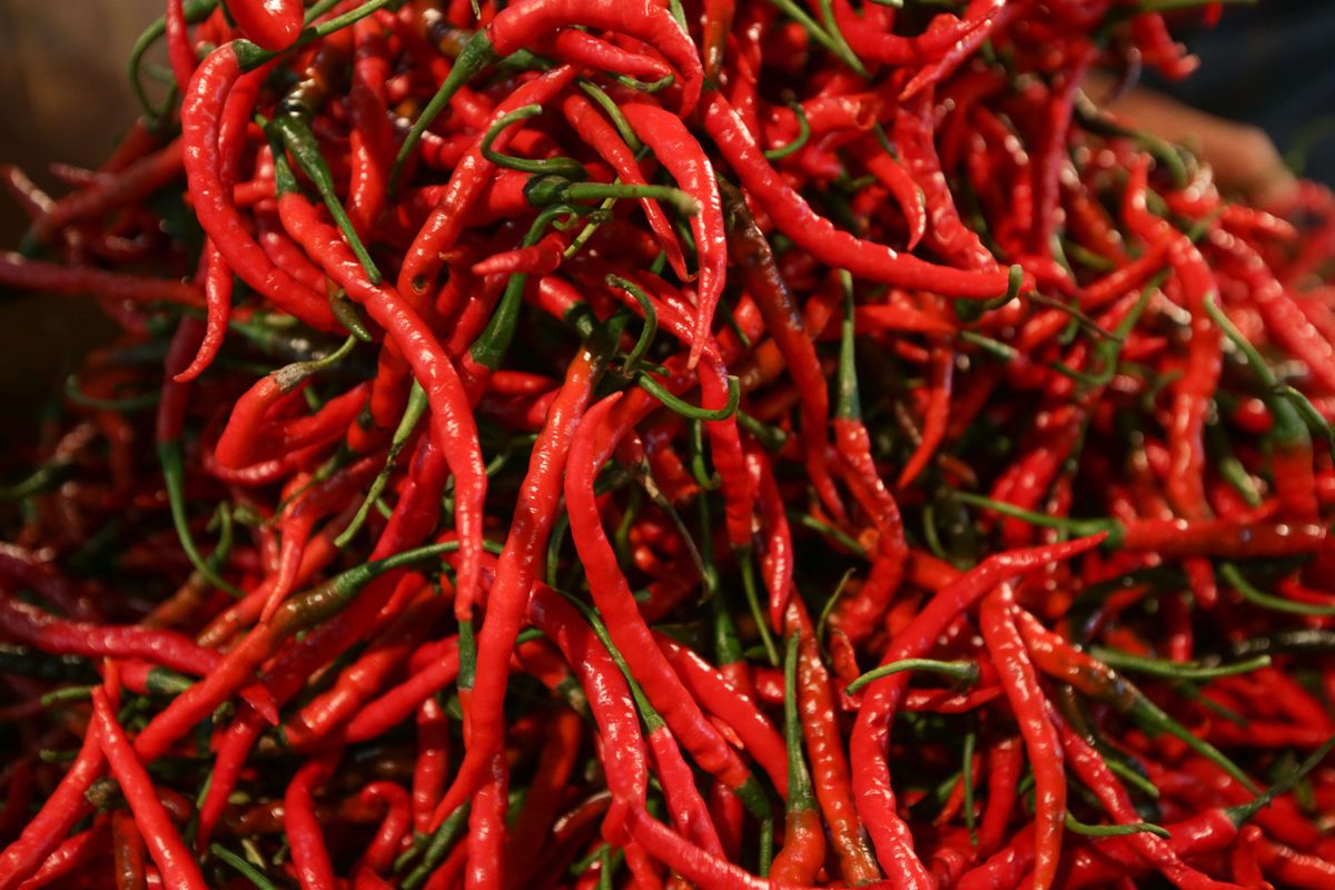 cabe merah keriting