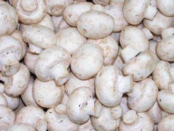 jamur Champignon
